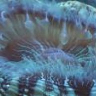 eligreta
