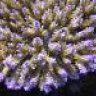 acropora