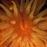 arteria