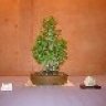 plantabaja