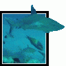 Reef