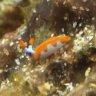 F.Castrejon