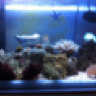 ISMA-REEF