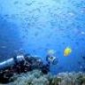 Reef Welt
