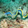 rainbowcoral_bigpapa123