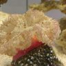 Cocodrilote