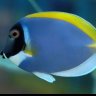 CousteauOcean