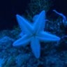 Diego reef