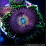 MasQueZoas