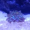 Acuarista