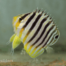 FJMR_REEF