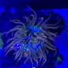 reefhacker