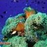 anemonas