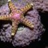 Estrellita de mar
