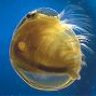 conchostraca