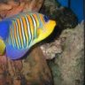 pacoplytes