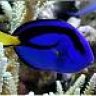 Oce-ocellaris