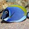 acanthuridae