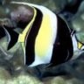 Dwan