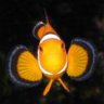 ocellaris-esl