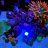 DSreef