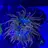 reefhacker