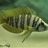 altolamprologus